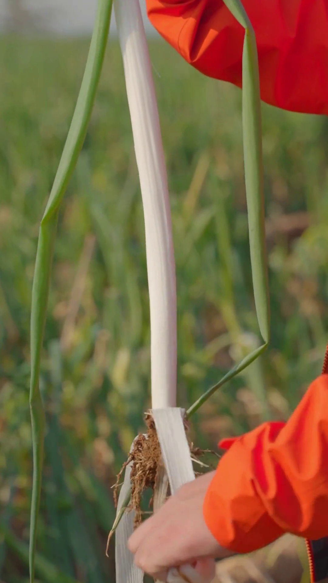 章丘大葱（生食）